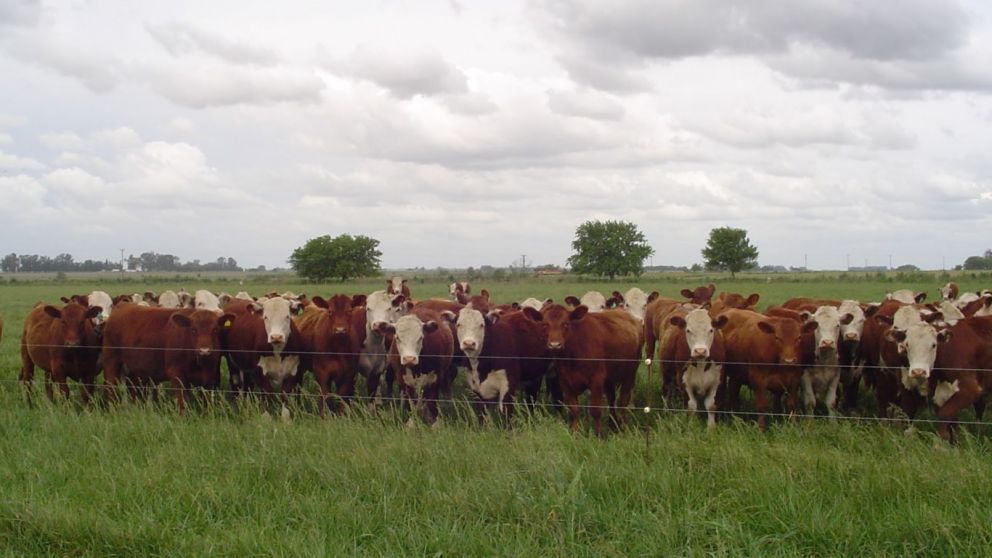 La festuca alta impulsa la produccin de carne en pasturas con manejo estratgico