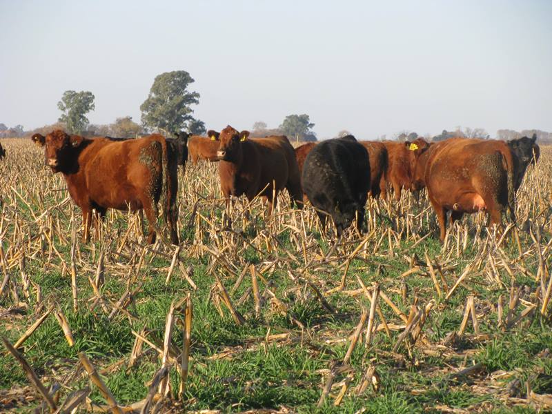 Mercados del Mercosur muestran alzas leves en el precio del novillo: Argentina lidera con USD 3,98 por kilo