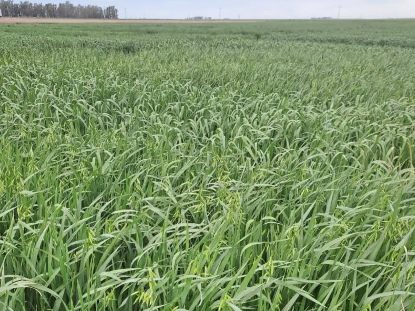 Argentina presenta la primera avena apta para celíacos tras 15 años de investigación
