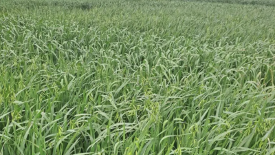 Argentina presenta la primera avena apta para celíacos tras 15 años de investigación