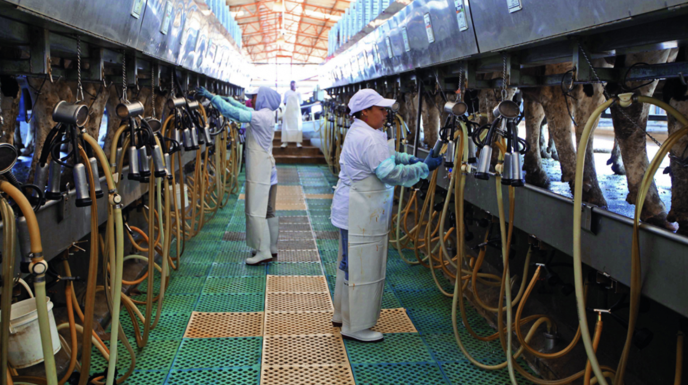 La producción de leche en México crecerá 2.2% en 2024: AMLAC