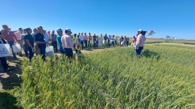 Tres oportunidades para ver cultivos de invierno de RAGT Semillas a campo