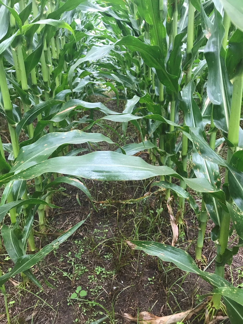 Tecnología en nutrición de cultivos: Bunge presenta interesantes avances con el uso de nuevas tecnologías en fertilizantes nitrogenados