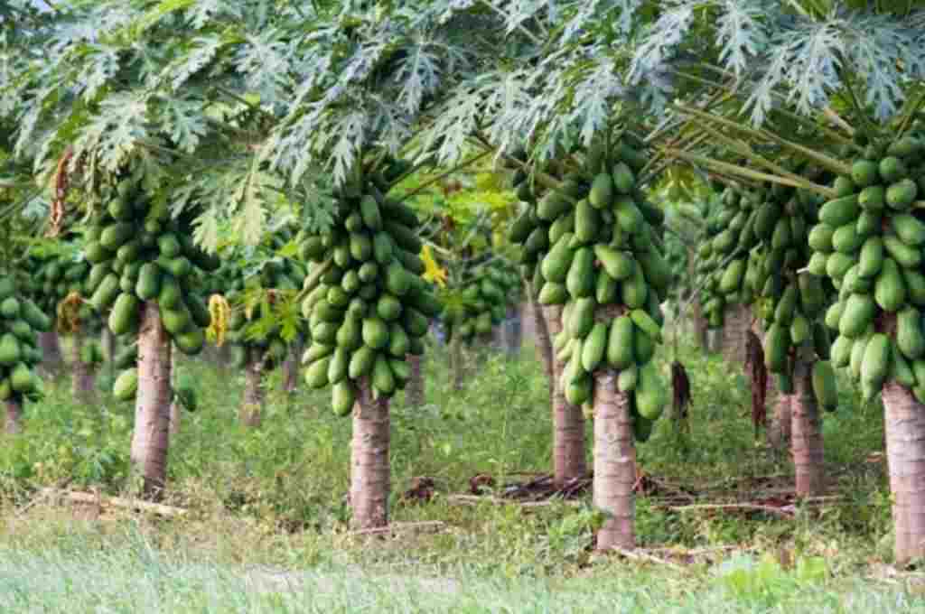 Detectan un virus que afecta a la papaya