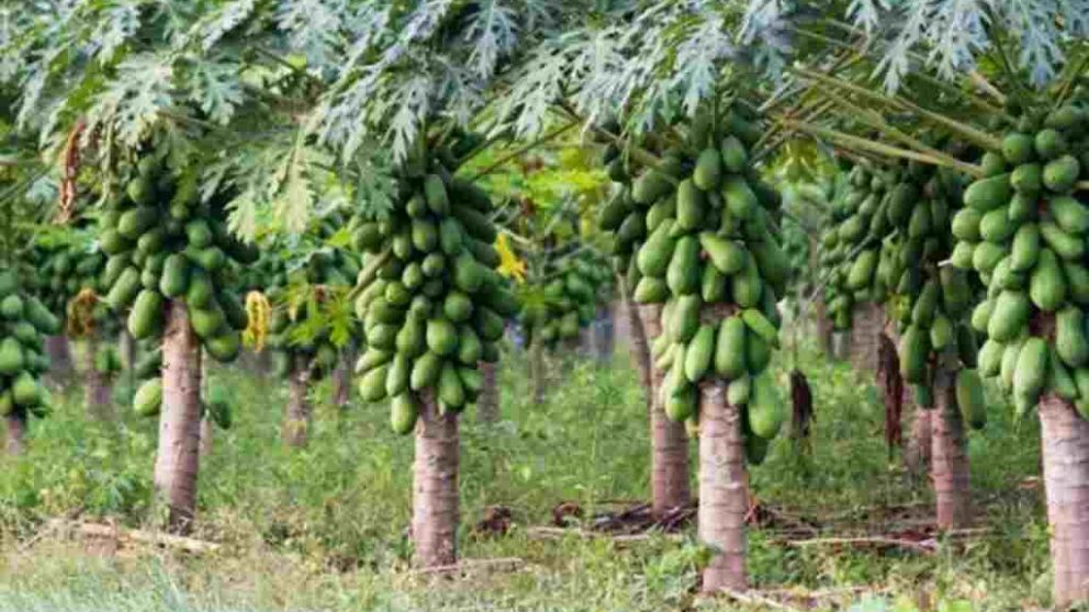 Detectan un virus que afecta a la papaya