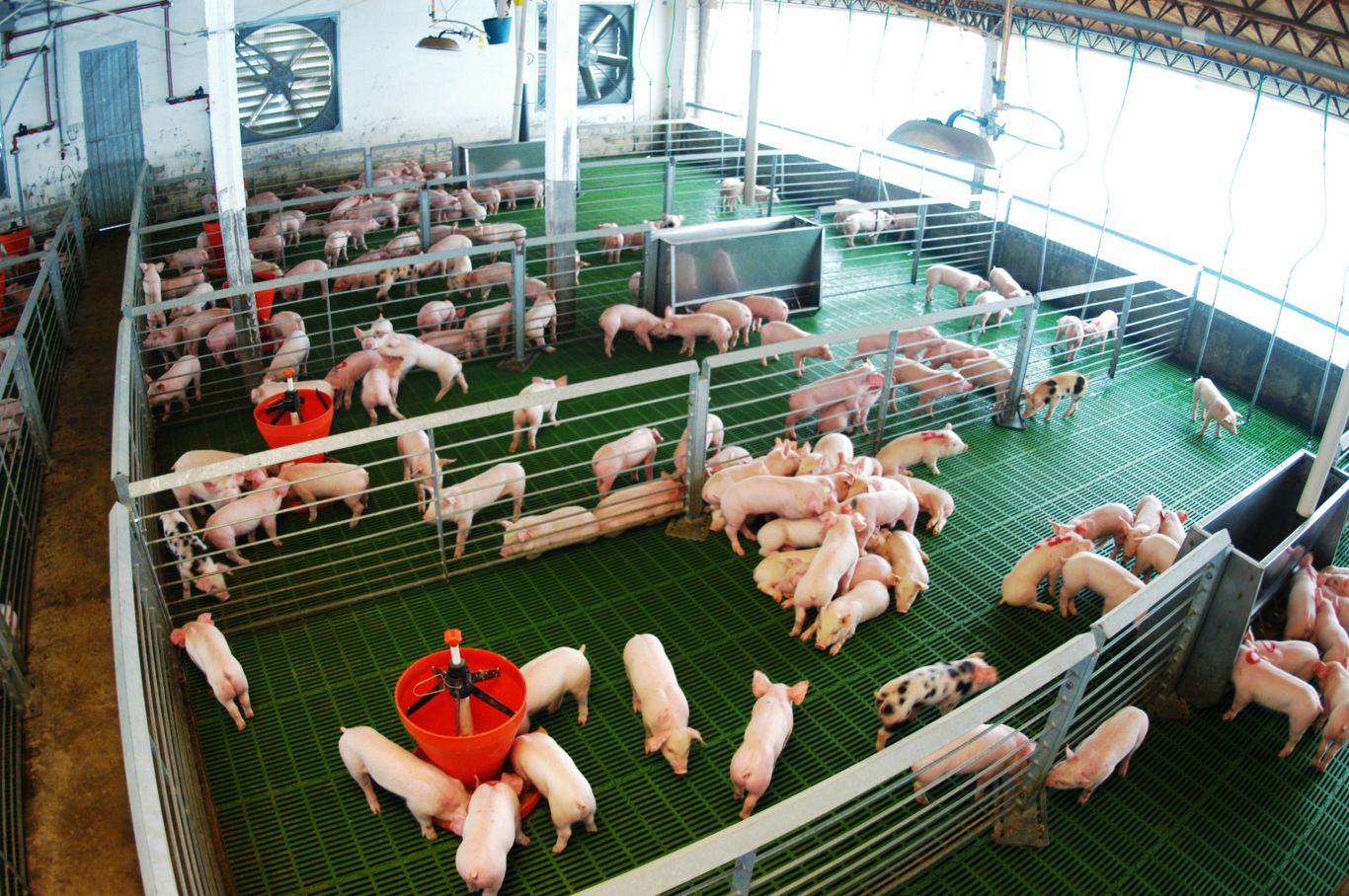 Las exportaciones del sector porcino argentino crecieron 35,1% en los primeros nueve meses del año