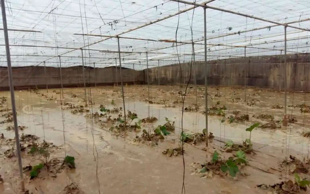 La peor DANA del siglo en España :  agricultores temen pérdidas millonarias en los cultivos