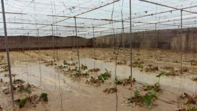 La peor DANA del siglo en España :  agricultores temen pérdidas millonarias en los cultivos