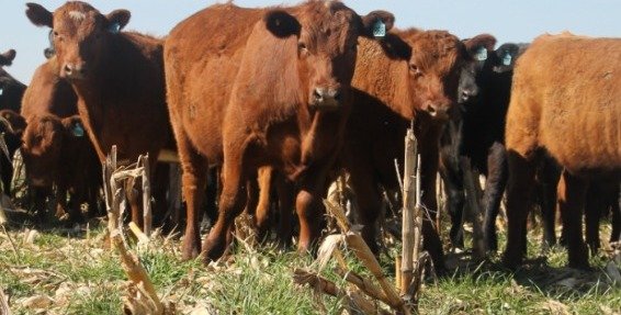 Novillo Mercosur al rojo vivo: Uruguay toma distancia y EE.UU. pisa fuerte