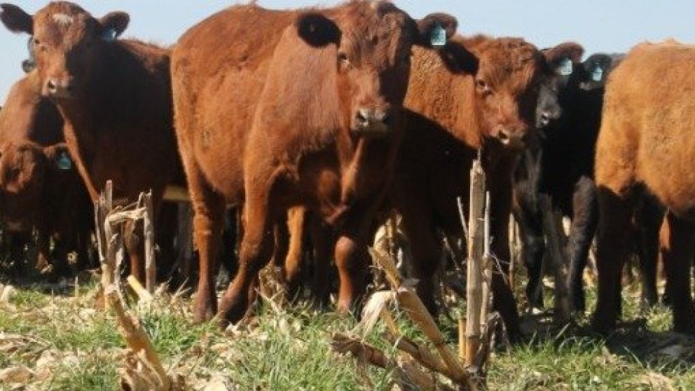 Novillo Mercosur al rojo vivo: Uruguay toma distancia y EE.UU. pisa fuerte