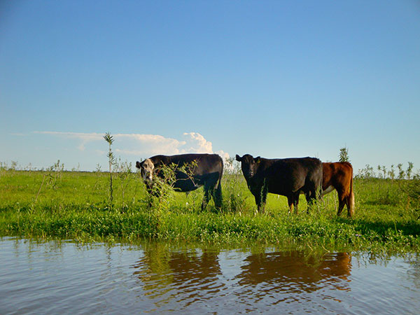 Productores del Delta del Paraná piden el fin de una medida cautelar que afecta su actividad