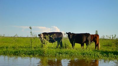 Productores del Delta del Paraná piden el fin de una medida cautelar que afecta su actividad