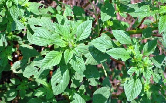 Malezas resistentes a herbicidas desafían a la agricultura