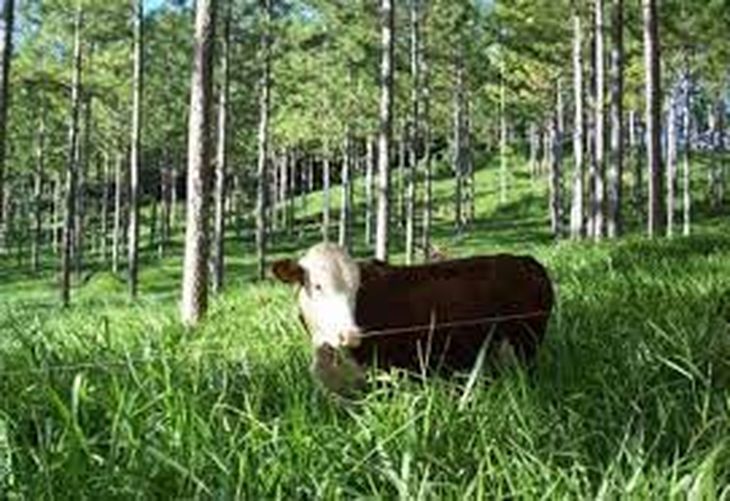 El agro argentino celebra la prórroga de la normativa europea contra la deforestación