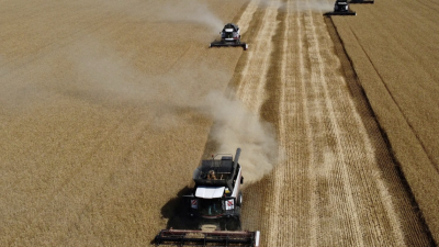 Crisis en el suministro de trigo: agricultores retienen cosechas y molineros enfrentan escasez
