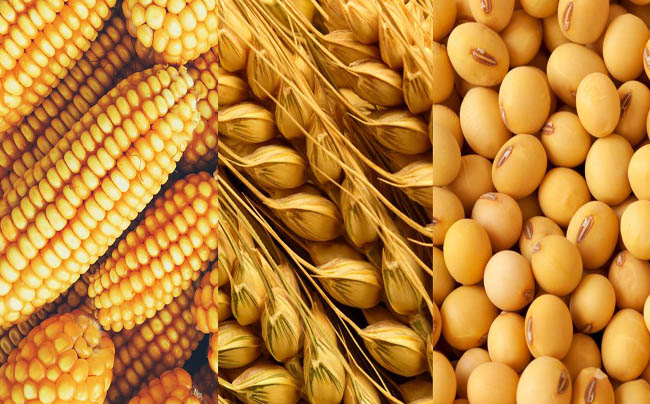 La Bolsa de Cereales espera una cosecha de 50 millones de toneladas para el ciclo 2024/25