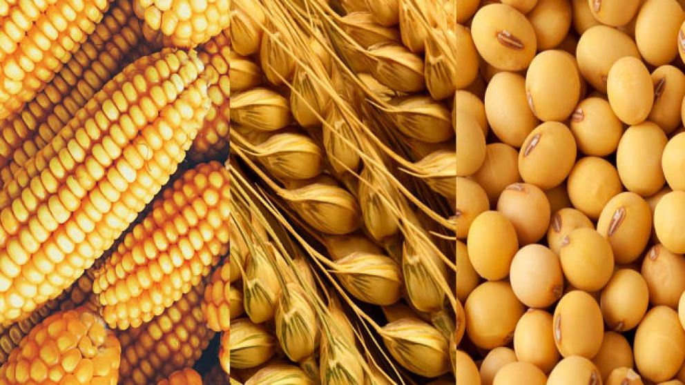 La Bolsa de Cereales espera una cosecha de 50 millones de toneladas para el ciclo 2024/25