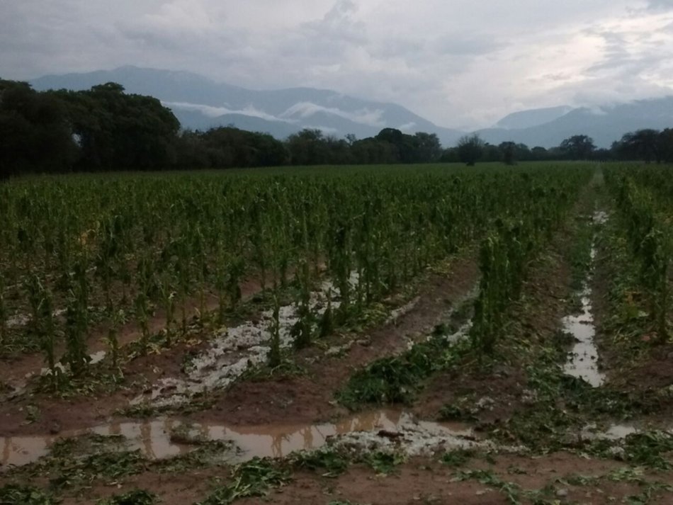 Temporal en el Valle de Lerma: Destrucción y pérdidas millonarias en cultivos tabacaleros