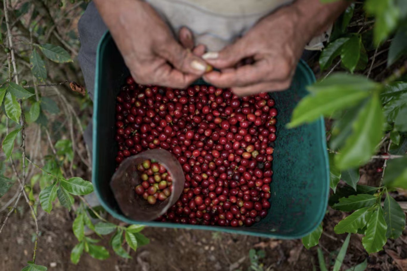 El agro colombiano se fortalece con la demanda internacional, pero enfrenta retos para 2025