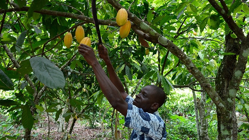 El precio del cacao se dispara y desafía a la industria del chocolate