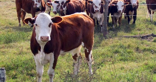 Mercado del Novillo Mercosur: Argentina lidera las subas mientras todos los países registran aumentos