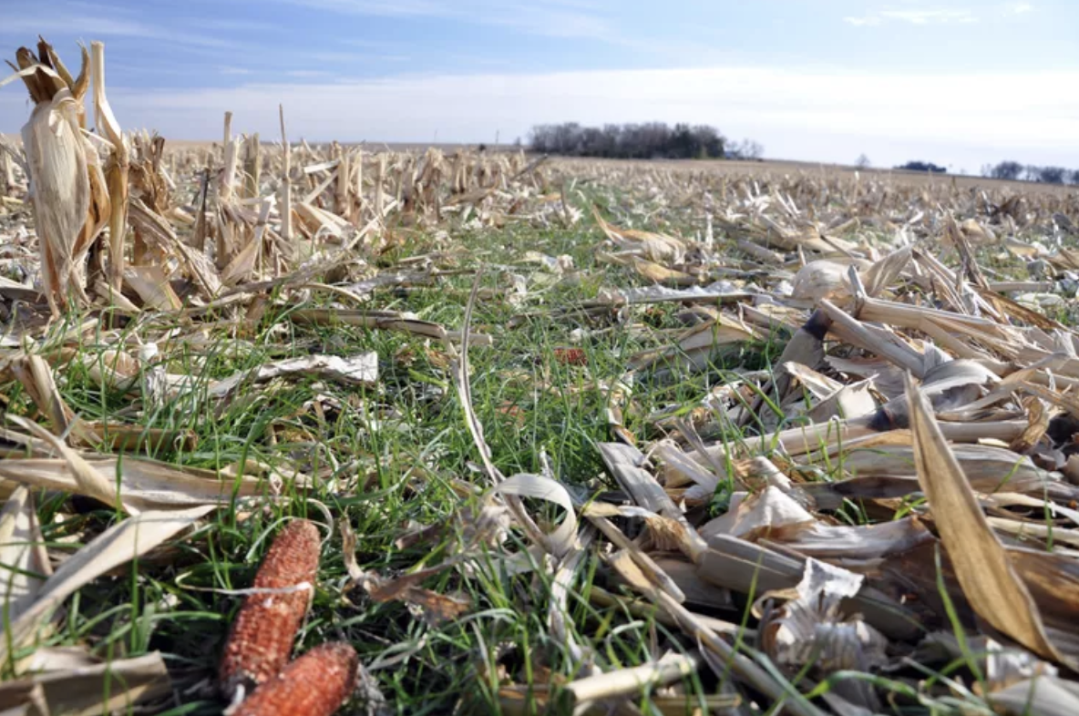 Fin de la cosecha de maíz en Iowa, Nebraska e Illinois con resultados destacados"