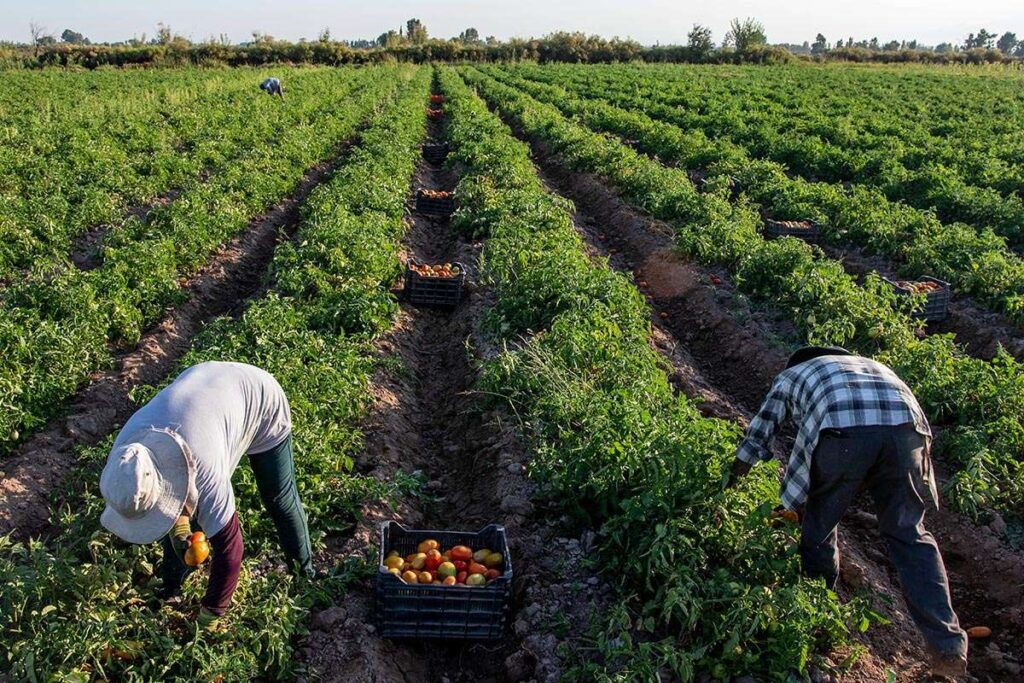 ¿Podemos alimentar al mundo y frenar el cambio climático al mismo tiempo? Un estudio revela que sí