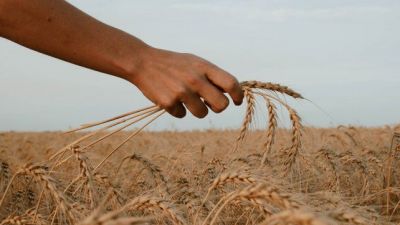 Warrants, una alternativa de financiamiento para los productores