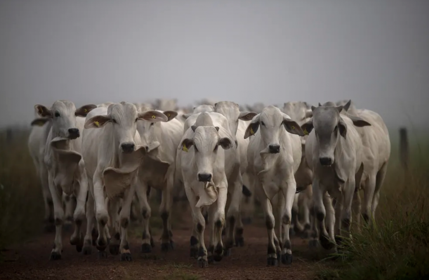 Brasil y su carne vacuna, protagonistas en la disputa por el acuerdo Mercosur-UE