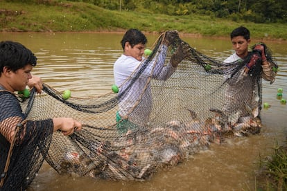 La revolución del paiche en San Martín: de campos de arroz a epicentro de sostenibilidad en la Amazonía peruana