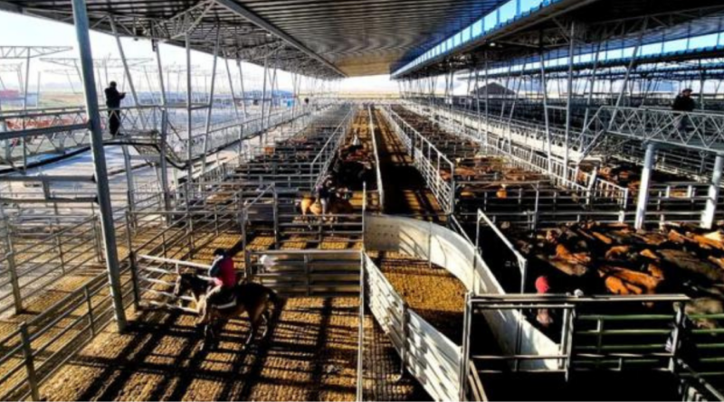 Cañuelas: el precio de los novillos volvió a aumentar en la primera semana de diciembre