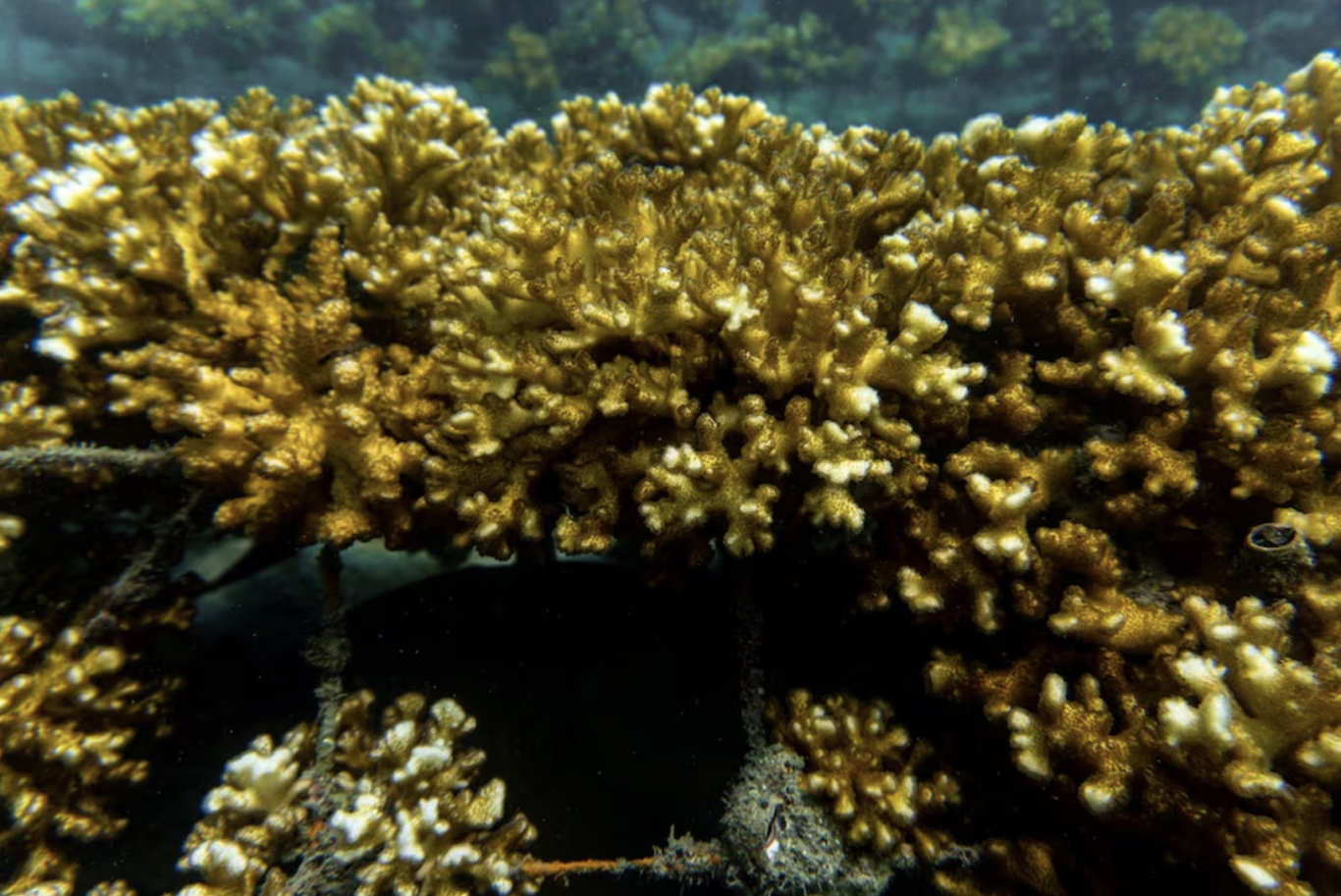 Adopte un coral y ayude a restaurar arrecifes en Costa Rica: así puede participar en el proyecto Culebra Reef Garden