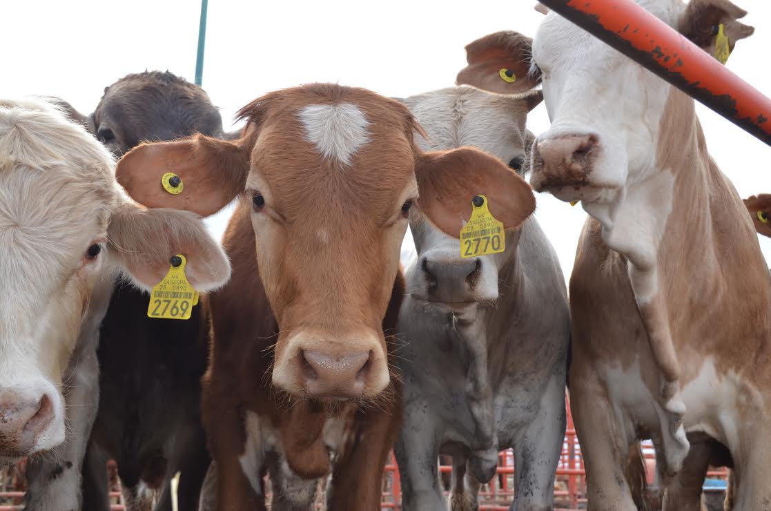 Especialistas del CONICET desarrollan un test portátil y rápido para la detección de la tuberculosis bovina
