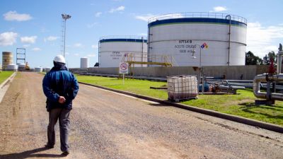 Autorizan  nuevas levaduras biotecnológicas para producir etanol