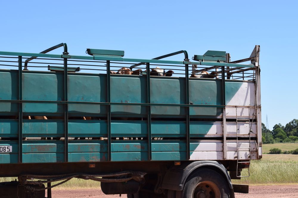 Molestia en las Gremiales del Agro de Uruguay por Paros en Frigoríficos: "No Podemos Ser los Principales Perjudicados"