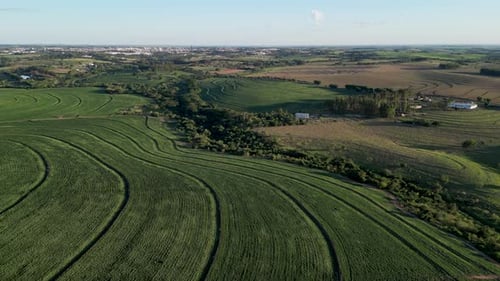 La harina de soja impulsa el mercado de granos: suben la soja, el maíz y el trigo