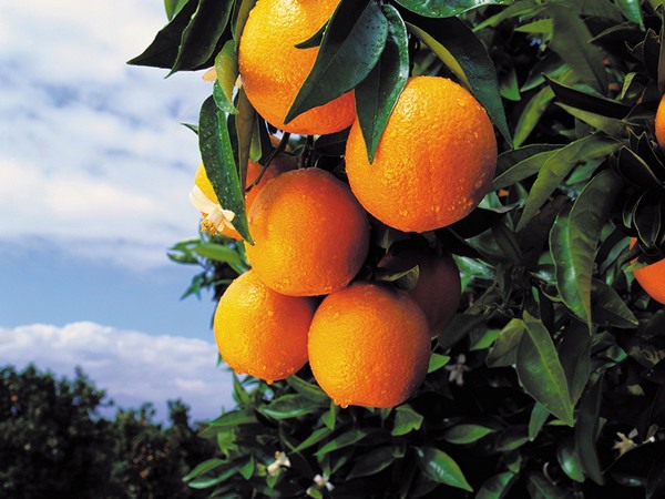 Impacto del HLB en naranjas: un estudio pionero en Argentina