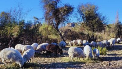 Promueven la mejora genética y sostenibilidad de ovinos en el NOA