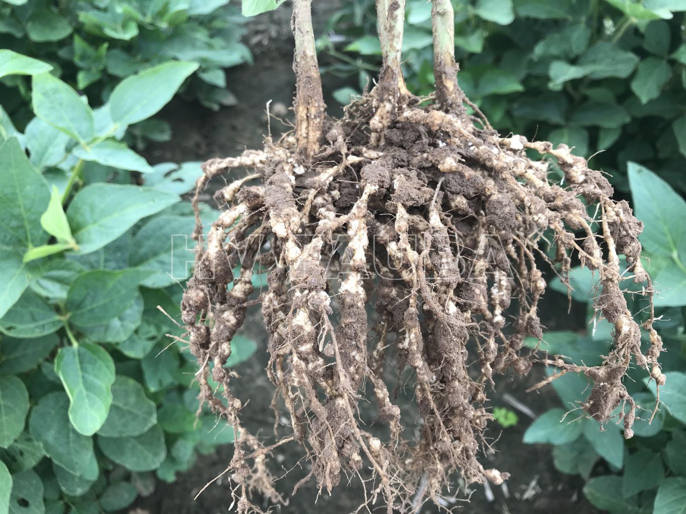 El nematodo del quiste de la soja: un enemigo silencioso y costoso para los productores de Ohio