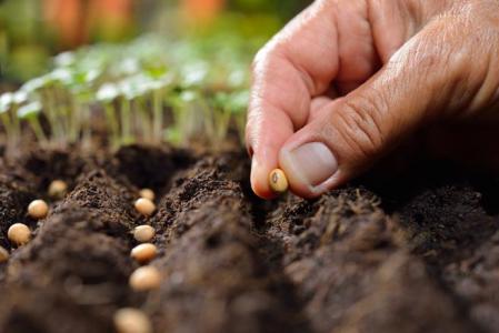 El cambio climático amenaza la nutrición de las plantas y pone en riesgo toda la cadena alimentaria