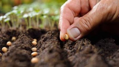 El cambio climático amenaza la nutrición de las plantas y pone en riesgo toda la cadena alimentaria