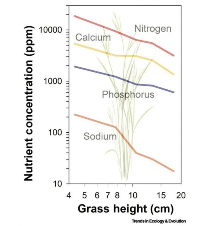 Pastizales altos en Kansas muestra que los niveles de nutrientes en la planta disminuyen a medida que la planta crece desde mayo hasta septiembre. Crédito: Kaspari y Welti, 2024 , CC BY-ND