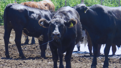 Cómo proteger a los bovinos durante las olas de calor: claves para evitar el estrés térmico
