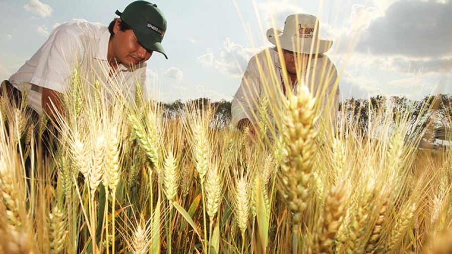 Déficit de trigo en Bolivia: el Gobierno admite que la producción no cubre la demanda nacional