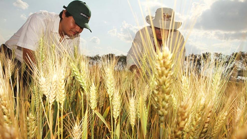 Dficit de trigo en Bolivia: el Gobierno admite que la produccin no cubre la demanda nacional
