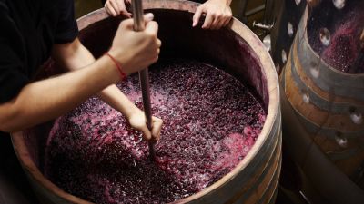 El mosto apuntaló la suba de exportaciones vitivinicolas en 2024