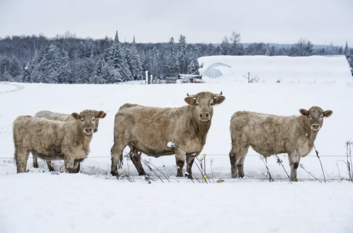 Tormentas invernales y riesgo agropecuario: lo que viene despus del paso de Blair