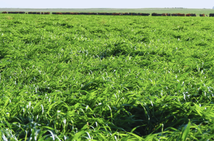 Lanzamiento de Pía INTA: la avena que revoluciona la producción forrajera