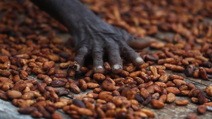 El cacao se desploma a su nivel más bajo en más de una semana tras medidas de control del mercado