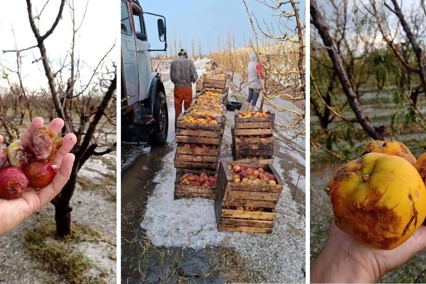 Tormenta devasta producción agrícola en San Rafael, Mendoza